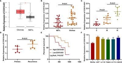 The COX10-AS1/miR-641/E2F6 Feedback Loop Is Involved in the Progression of Glioma